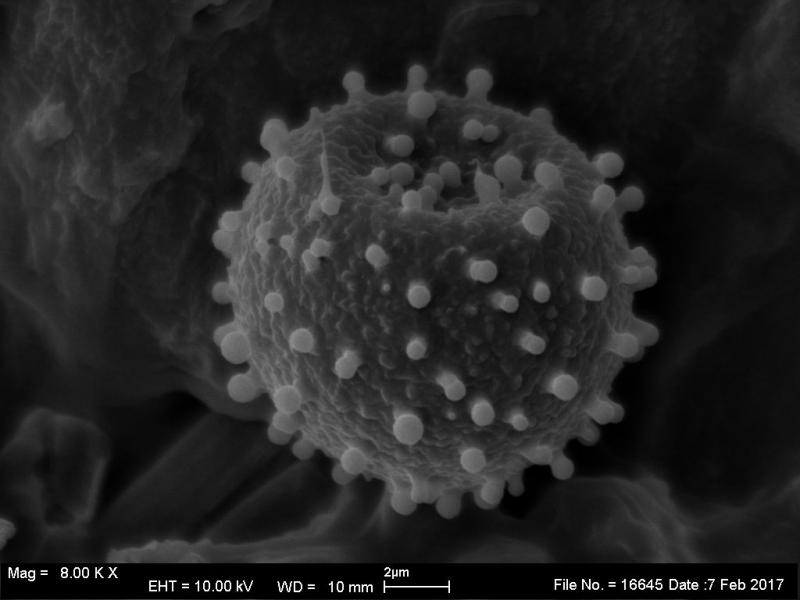 macrostoma