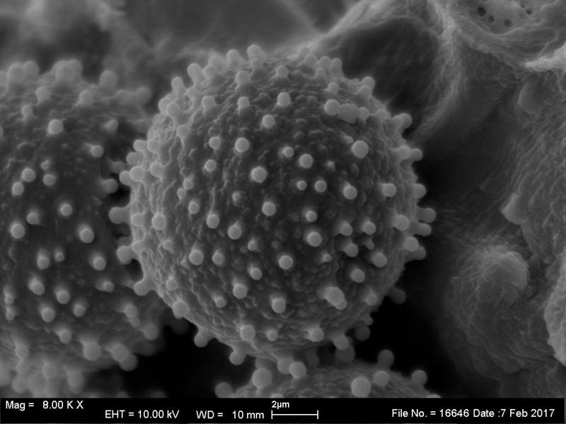 macrostoma