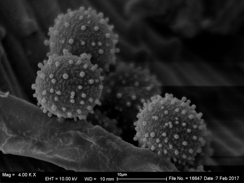 macrostoma