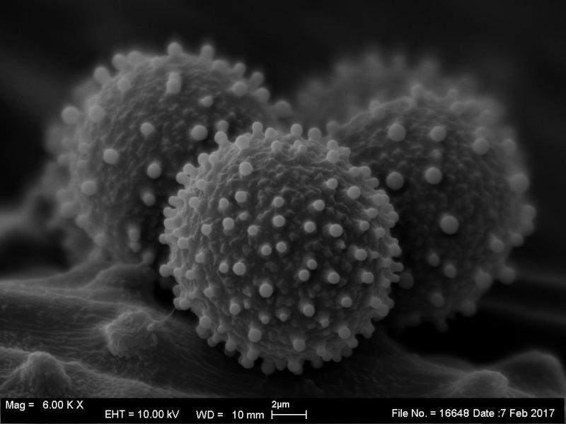 macrostoma