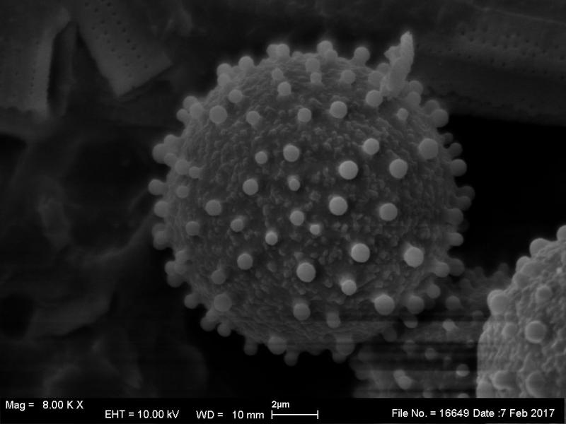 macrostoma