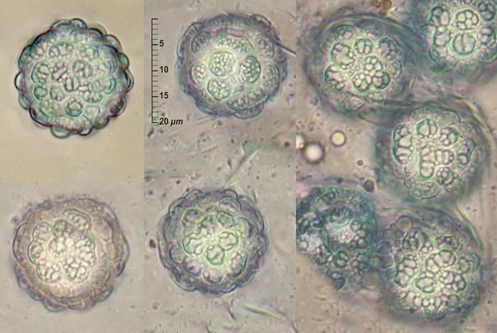 macrostoma