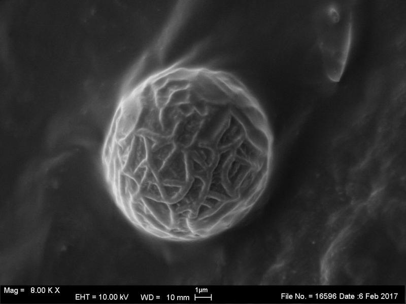 macrostoma