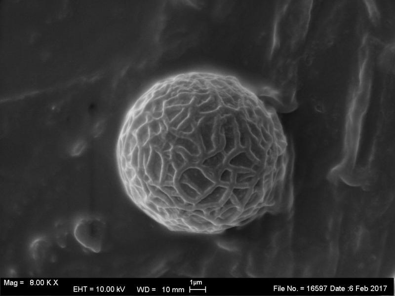 macrostoma