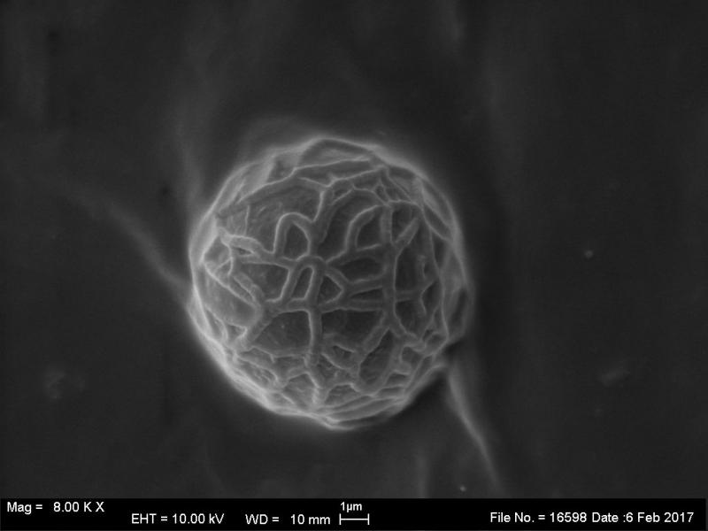 macrostoma