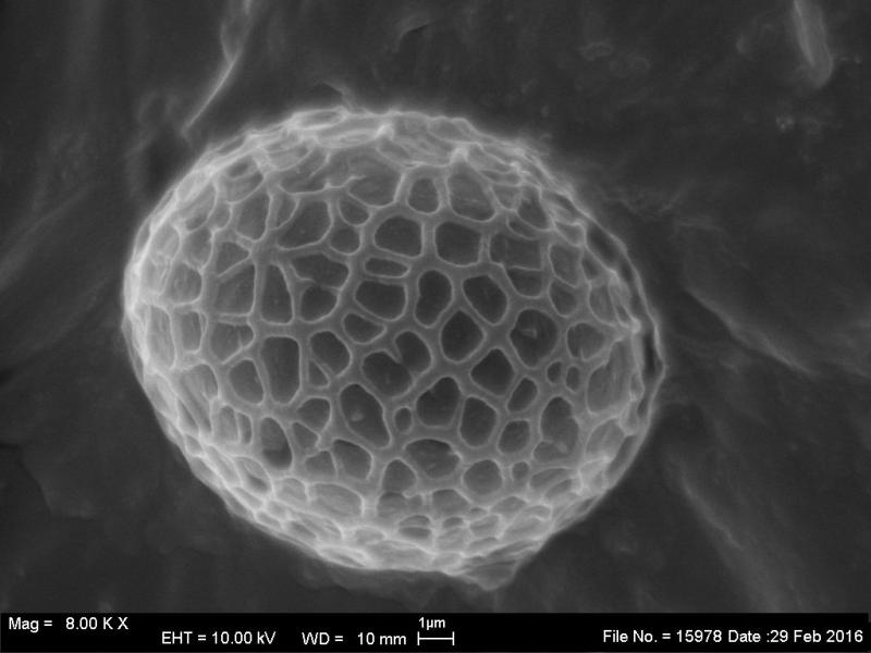 macrostoma