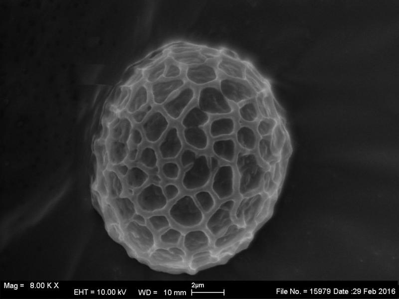 macrostoma