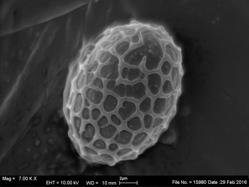 macrostoma