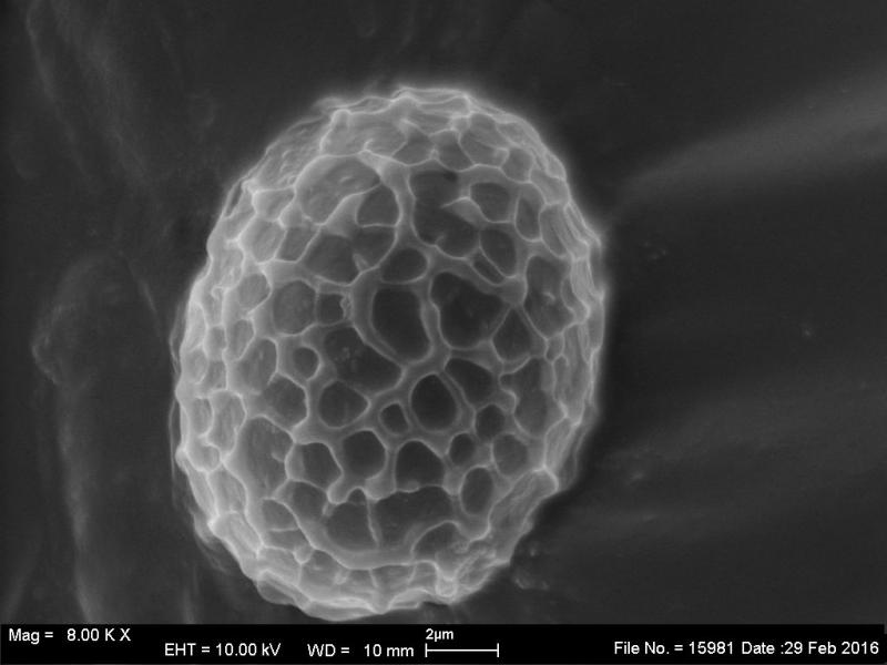 macrostoma