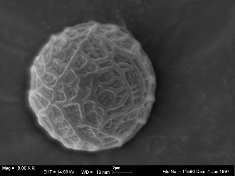 macrostoma