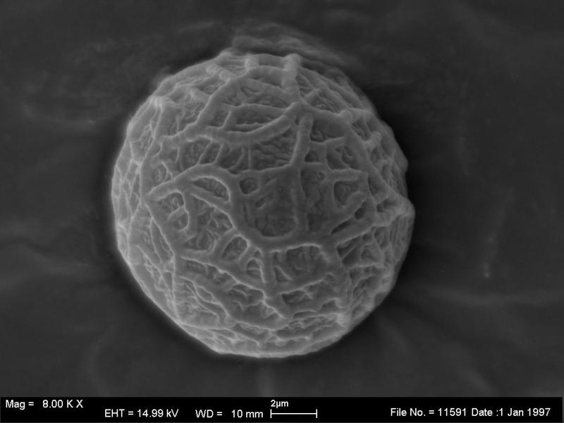 macrostoma