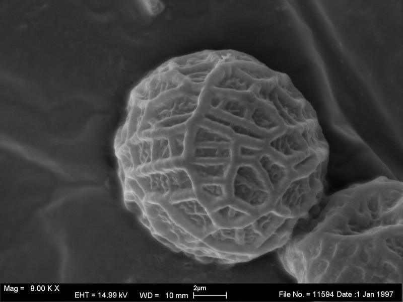 macrostoma
