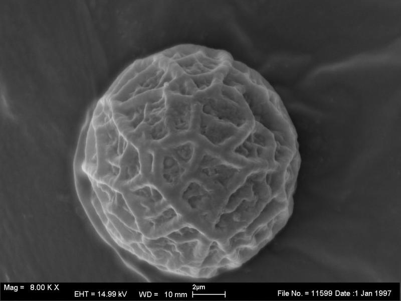 macrostoma