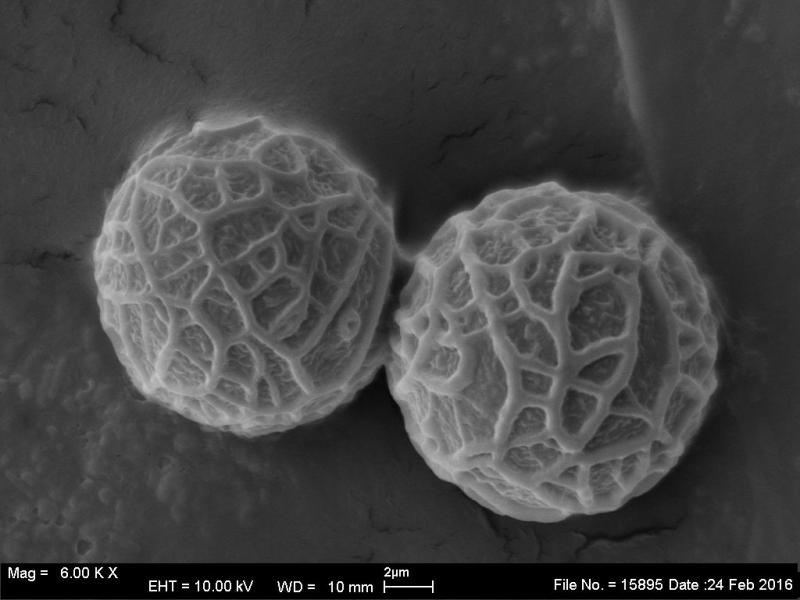 macrostoma