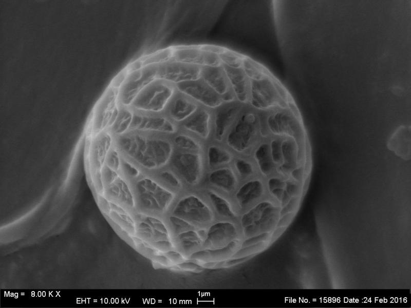 macrostoma
