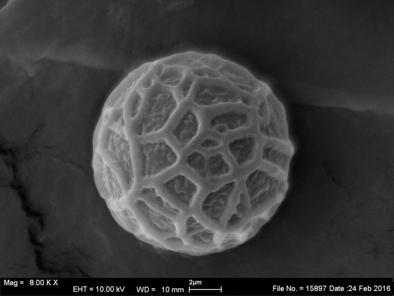macrostoma