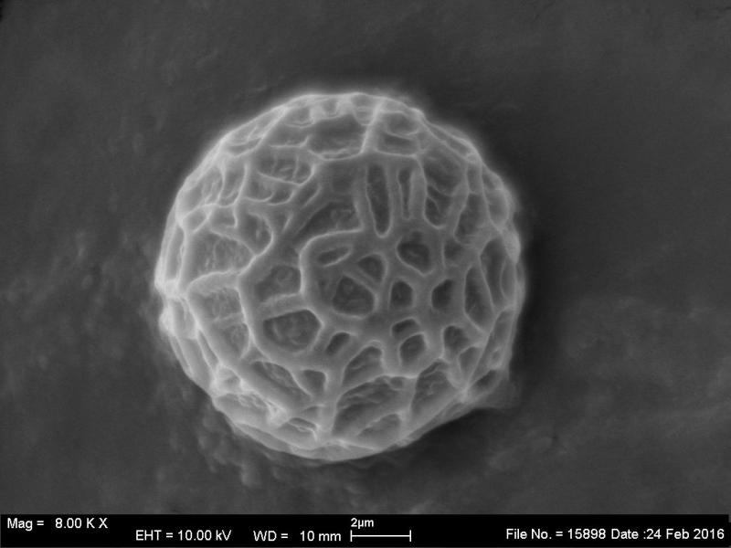 macrostoma