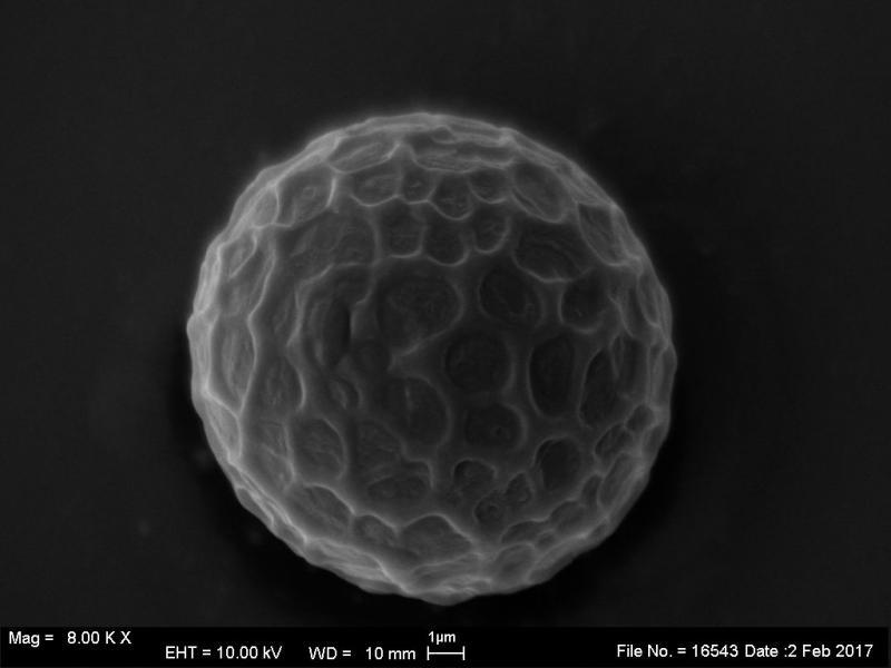 macrostoma