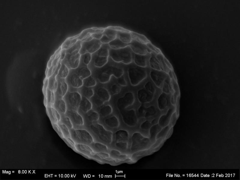 macrostoma