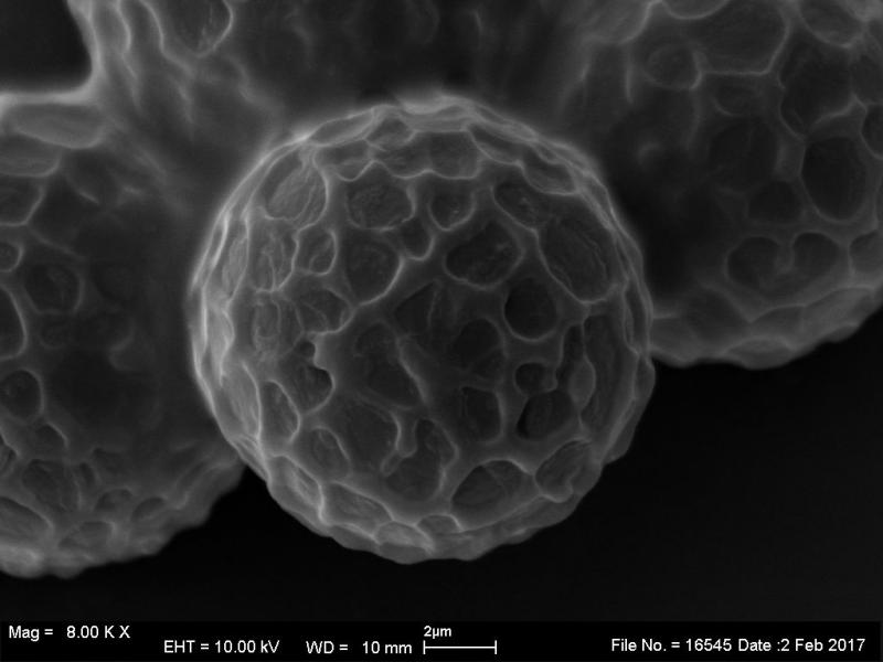 macrostoma