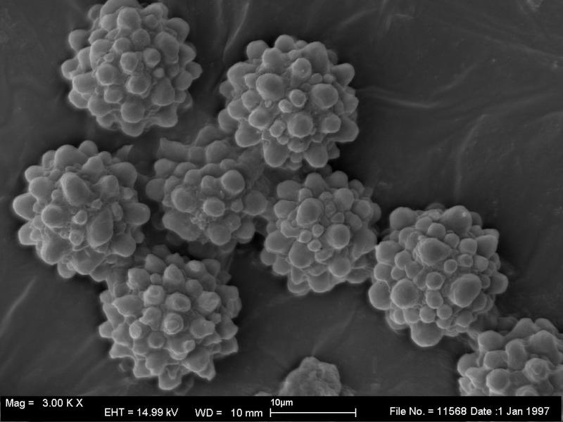 macrostoma