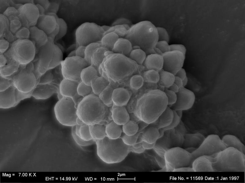 macrostoma