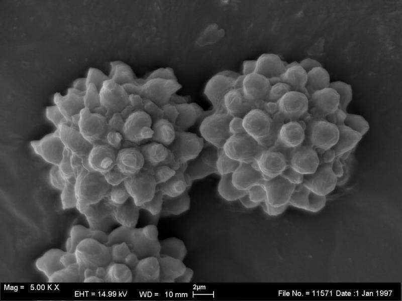 macrostoma