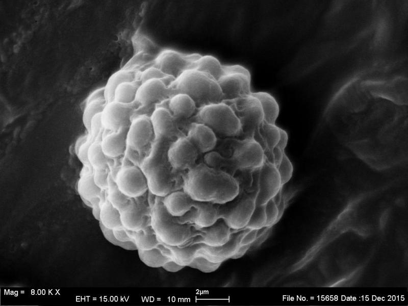 macrostoma