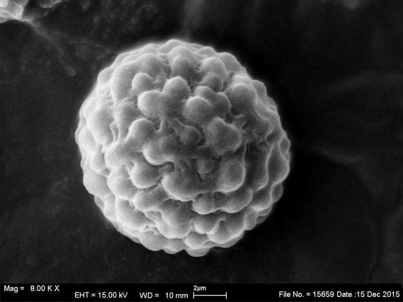 macrostoma