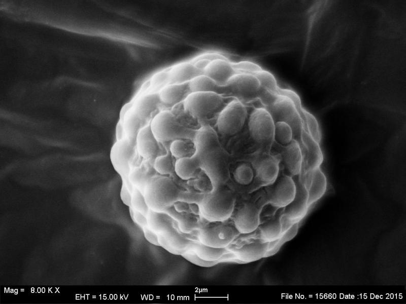 macrostoma