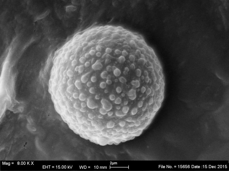 macrostoma