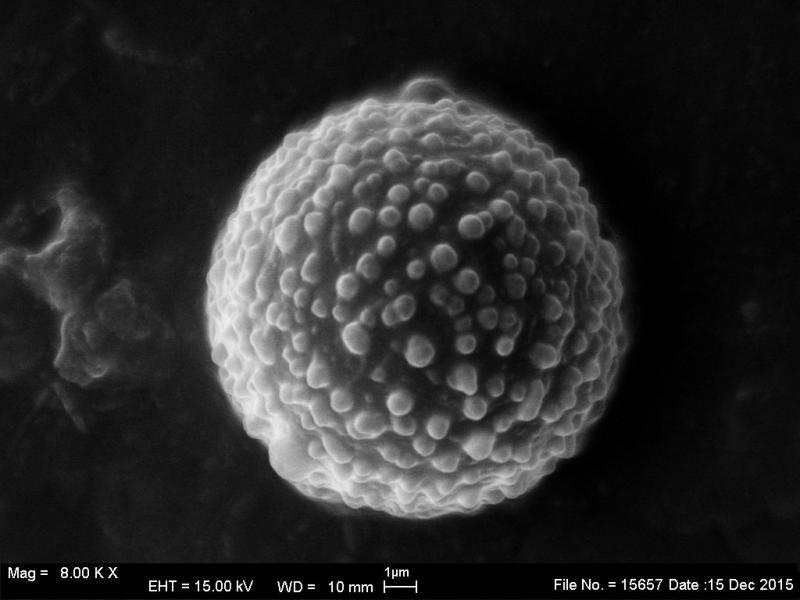 macrostoma