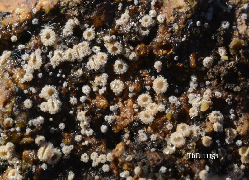 macrostoma