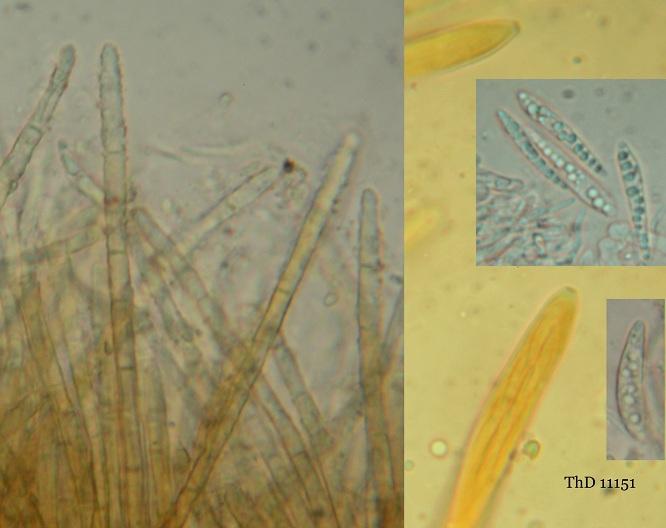 macrostoma