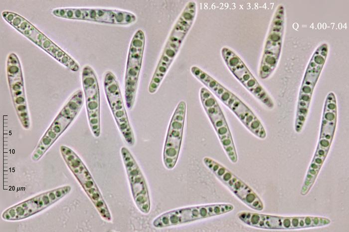 macrostoma