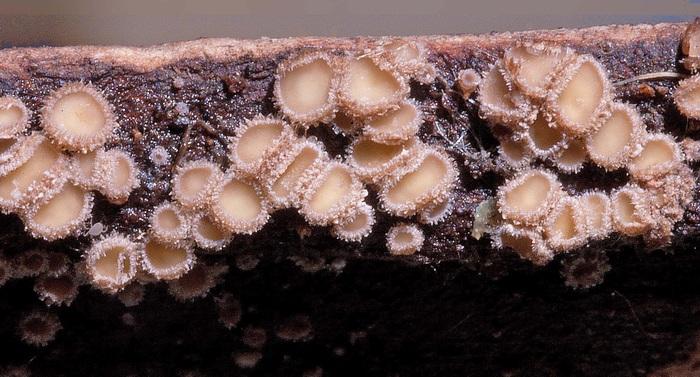 macrostoma