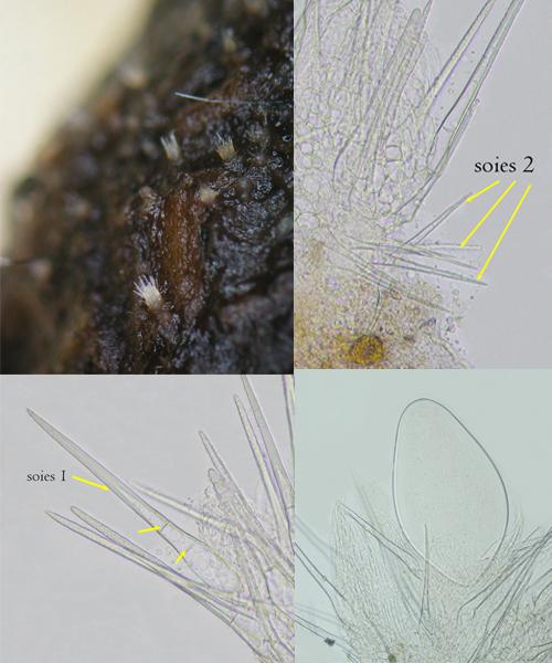 macrostoma
