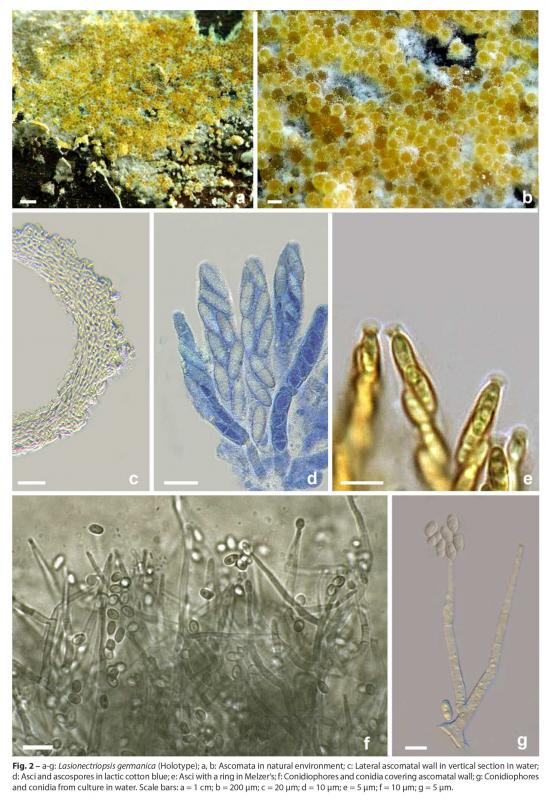 macrostoma
