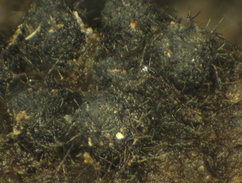 macrostoma