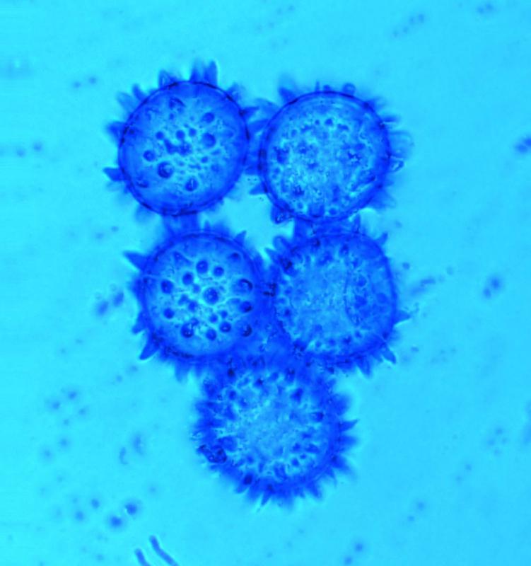 macrostoma