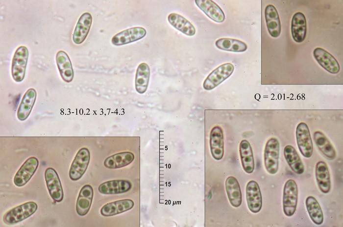 macrostoma