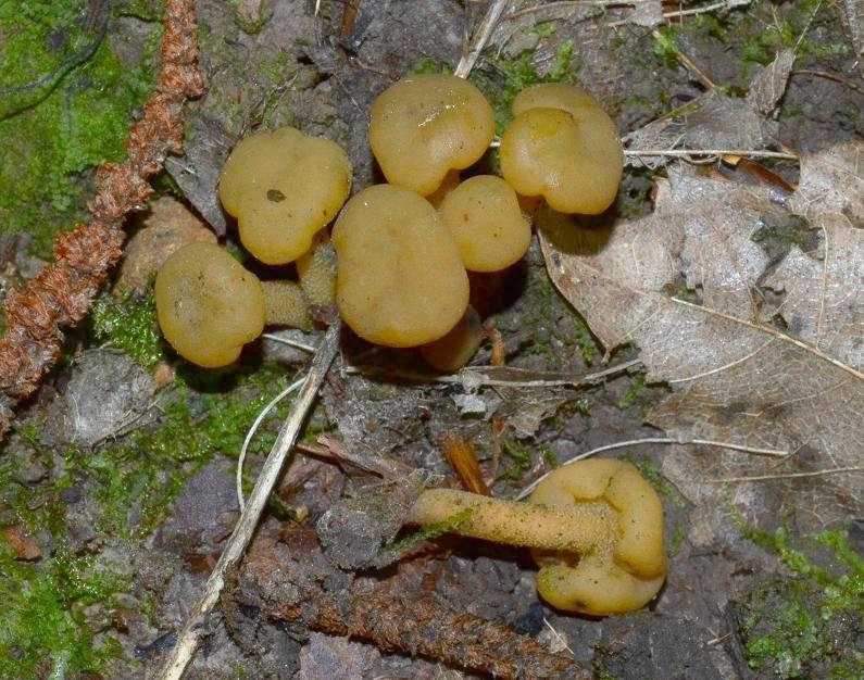 macrostoma