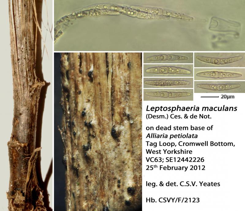 macrostoma