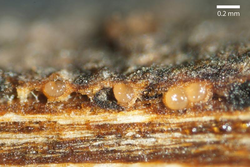 macrostoma