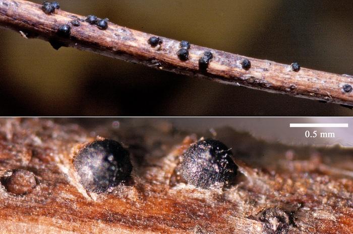 macrostoma