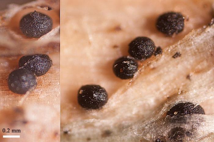 macrostoma
