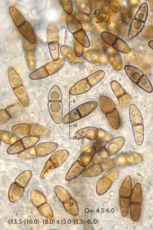 macrostoma
