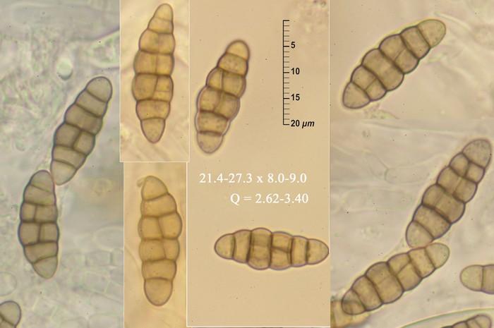macrostoma
