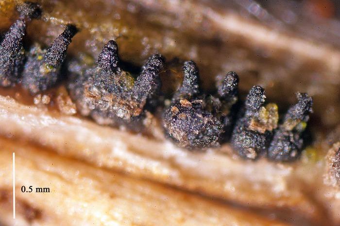 macrostoma