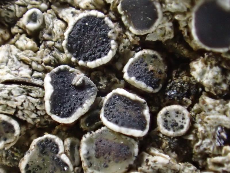 macrostoma